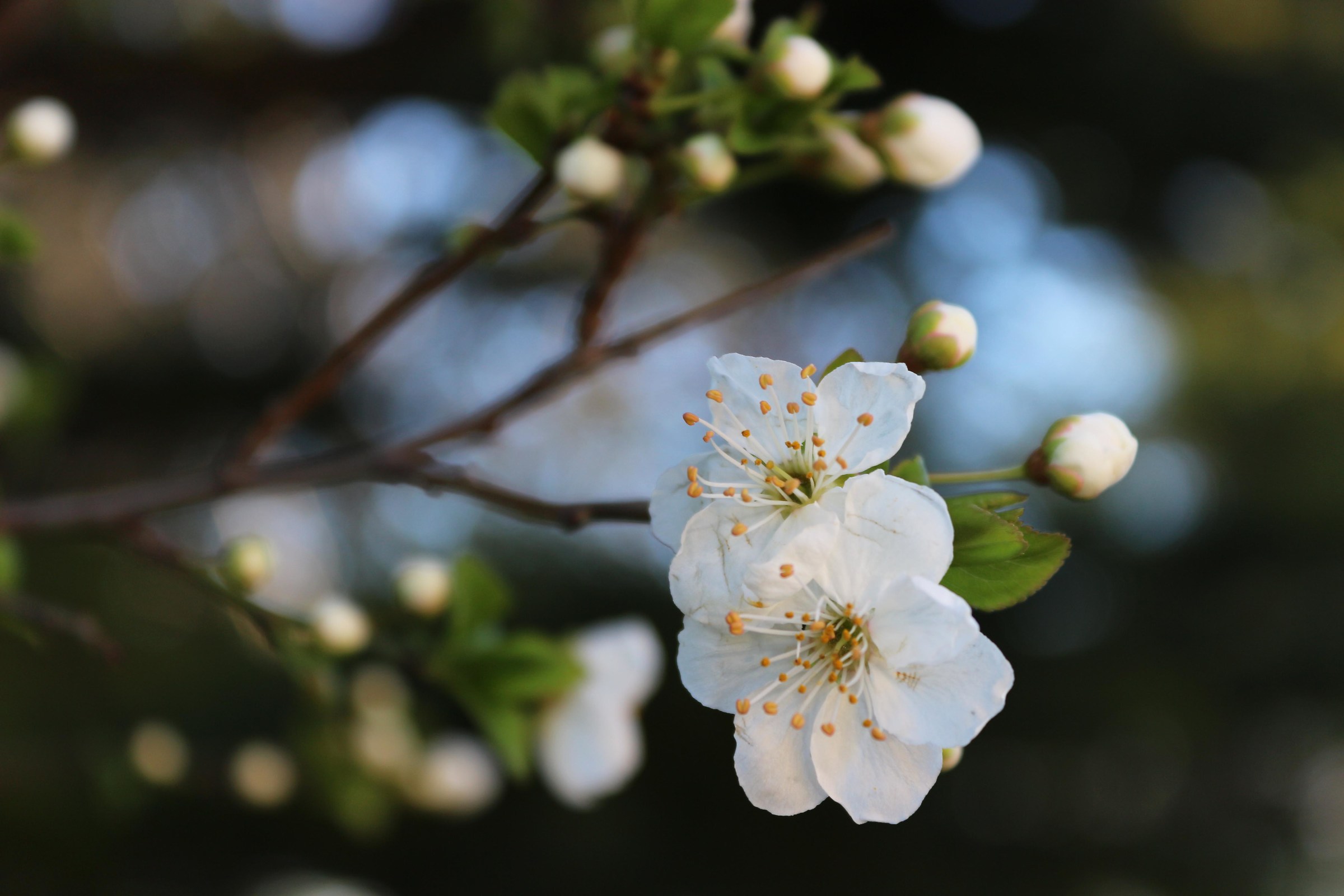 The essence of a white flowering