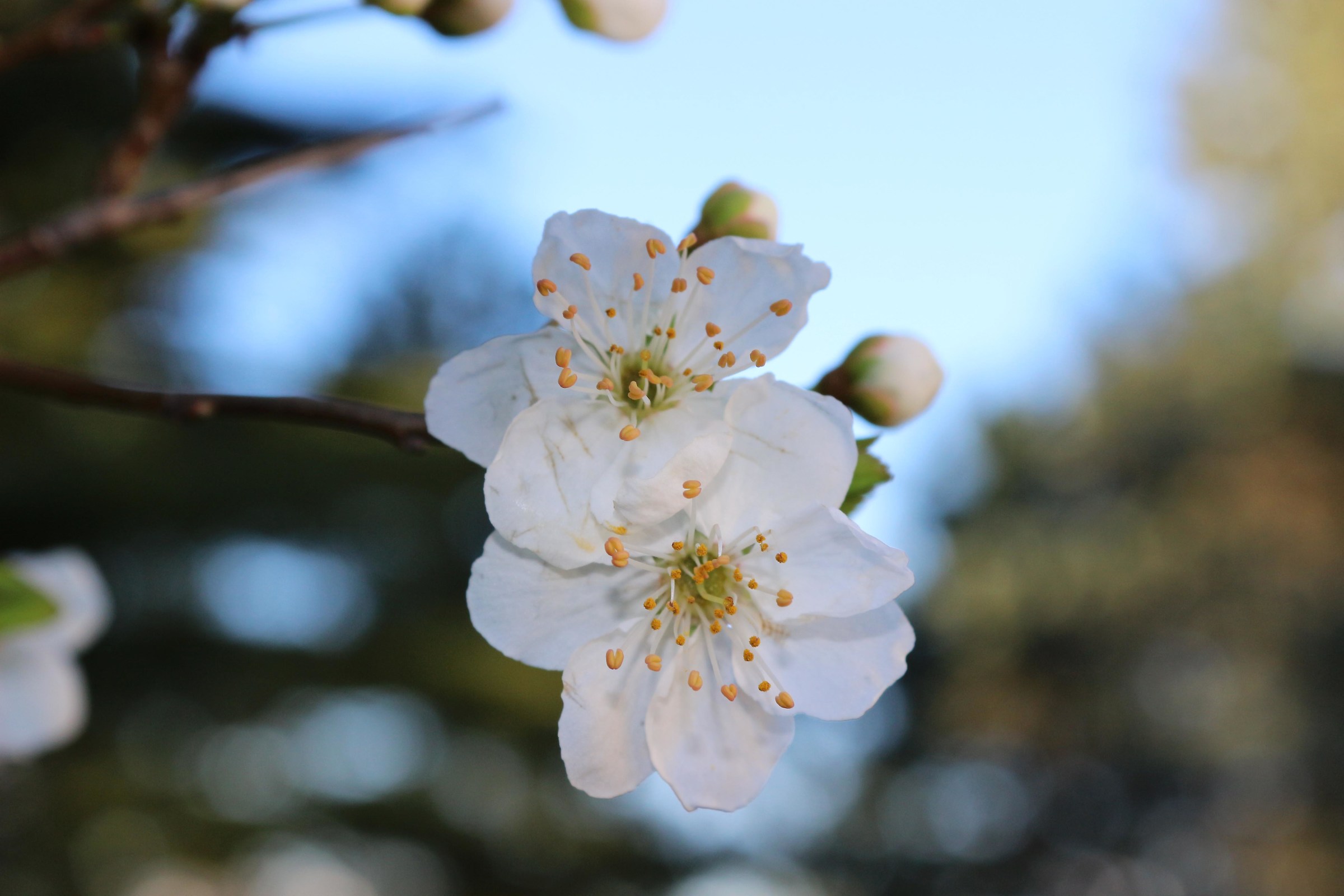 The essence of a white flowering