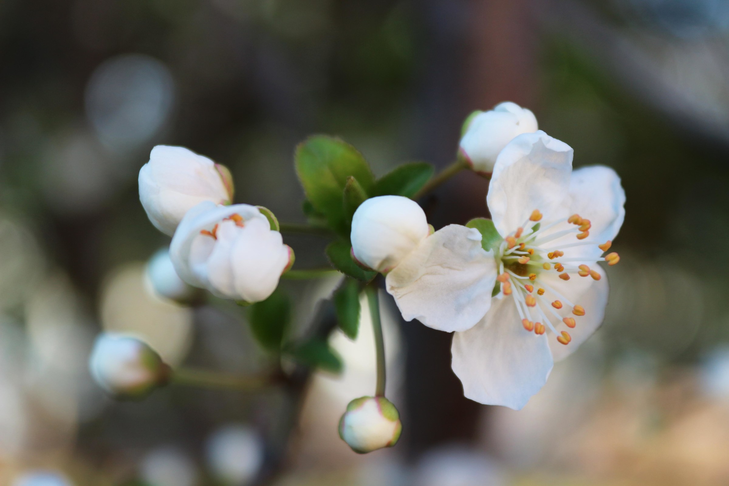 The essence of a white flowering