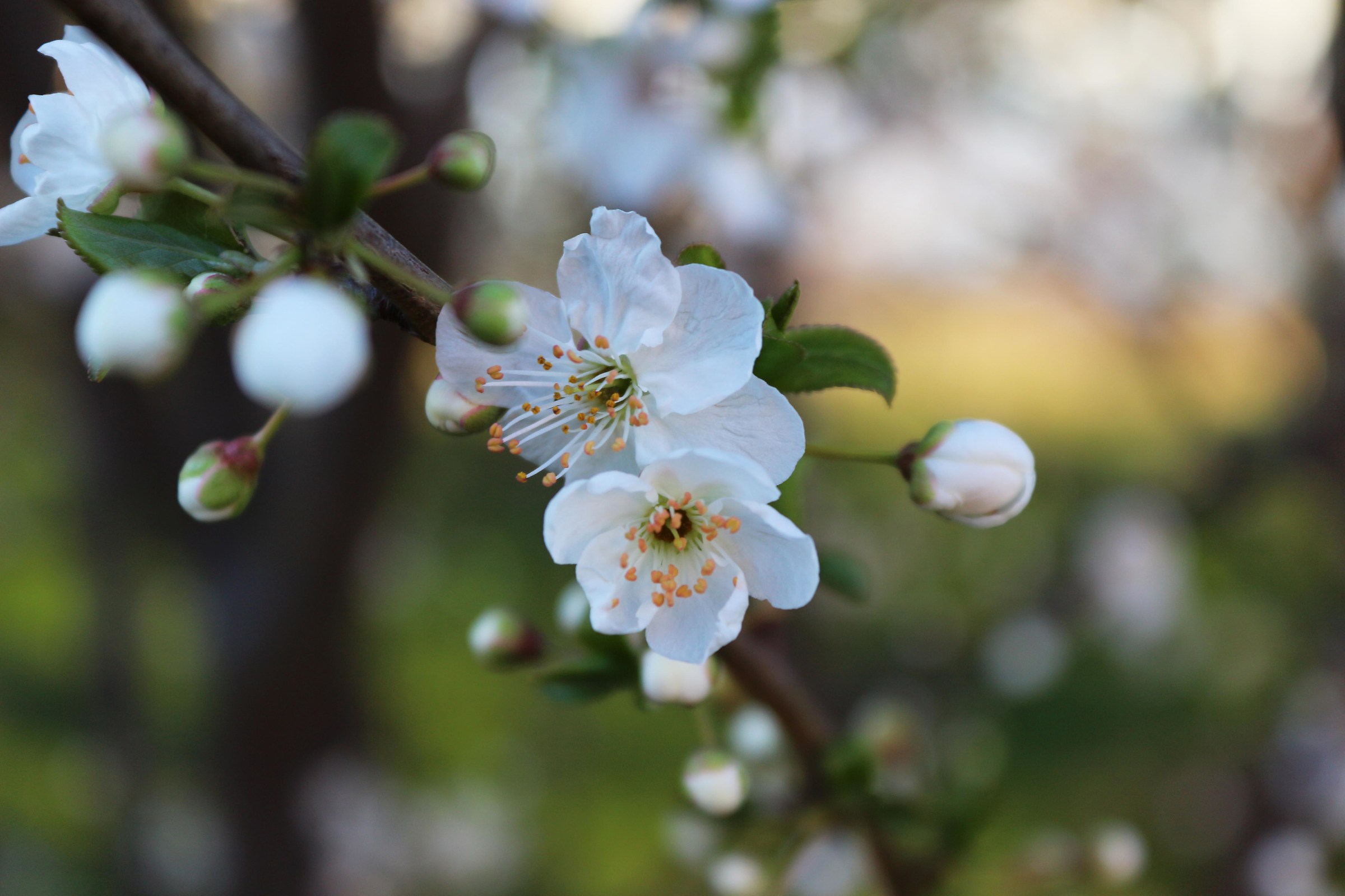 The essence of a white flowering