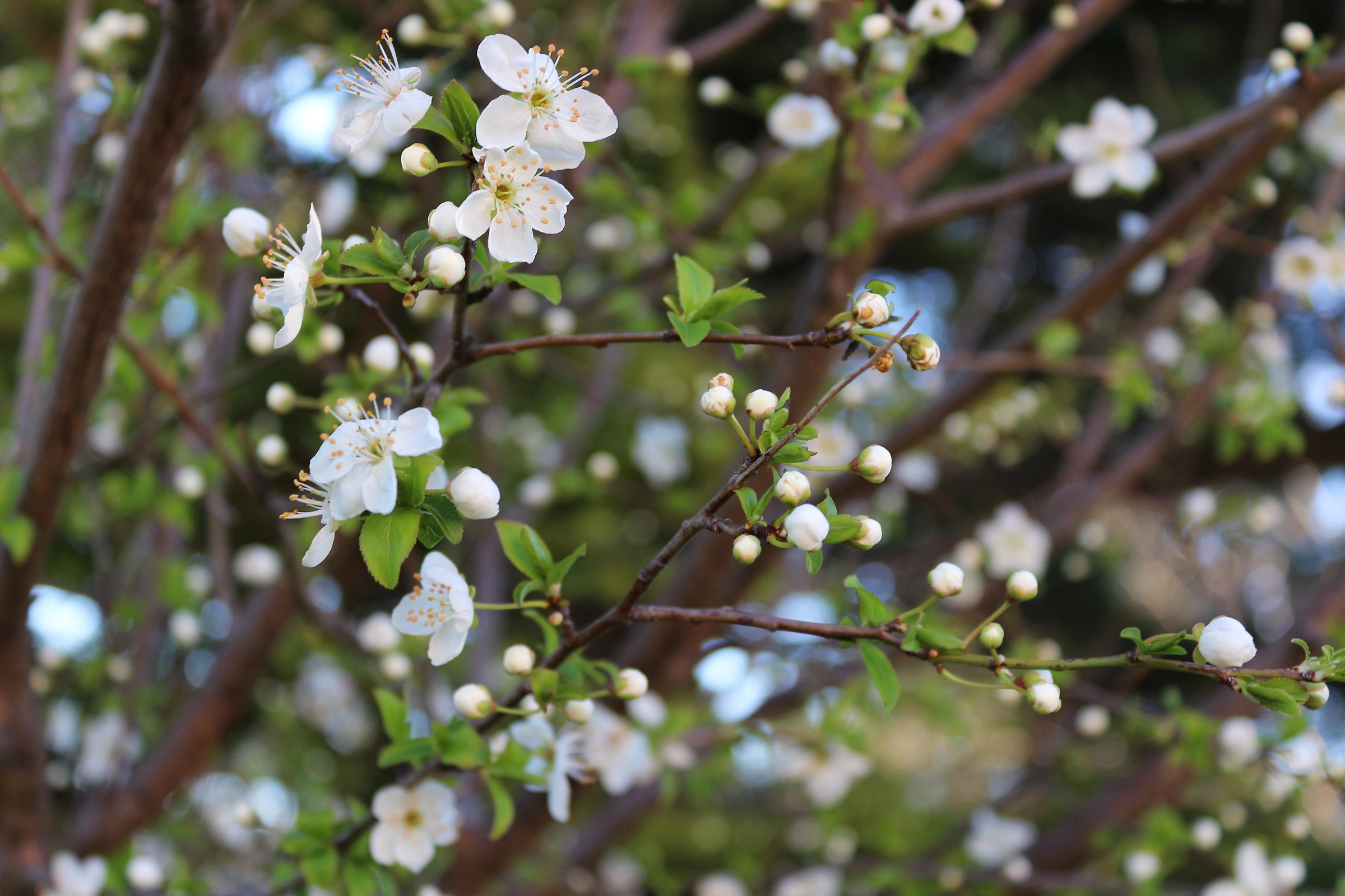 The essence of a white flowering