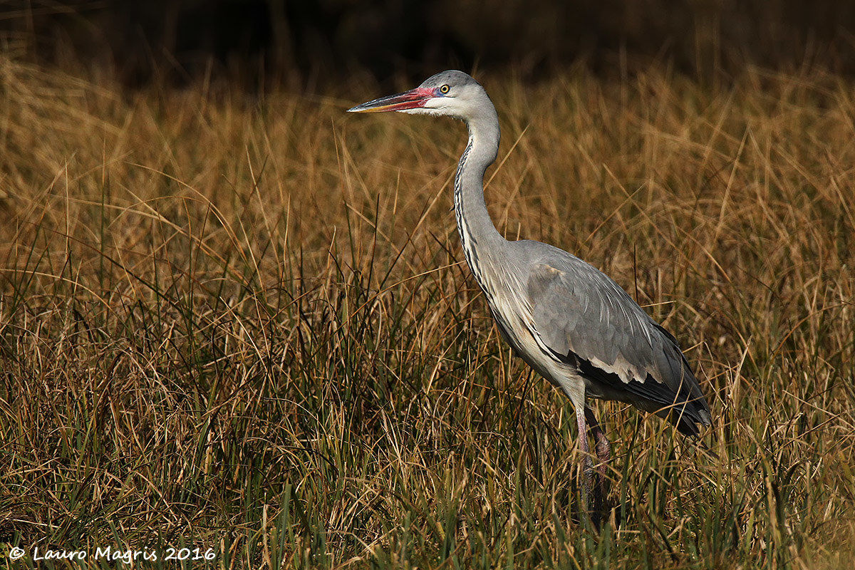 Grey Heron Juv