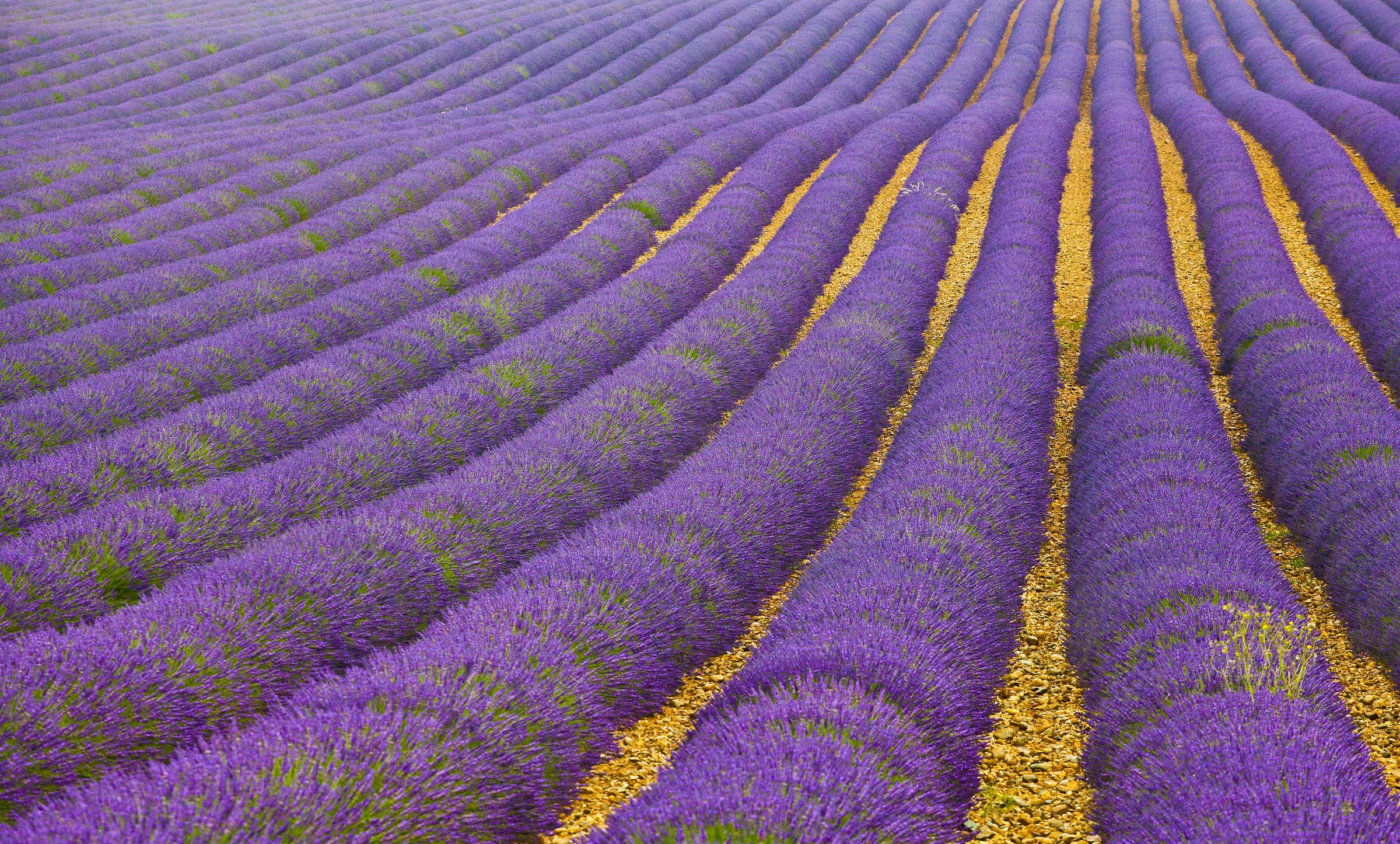 Valensole France