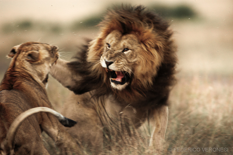 Fight between Lions