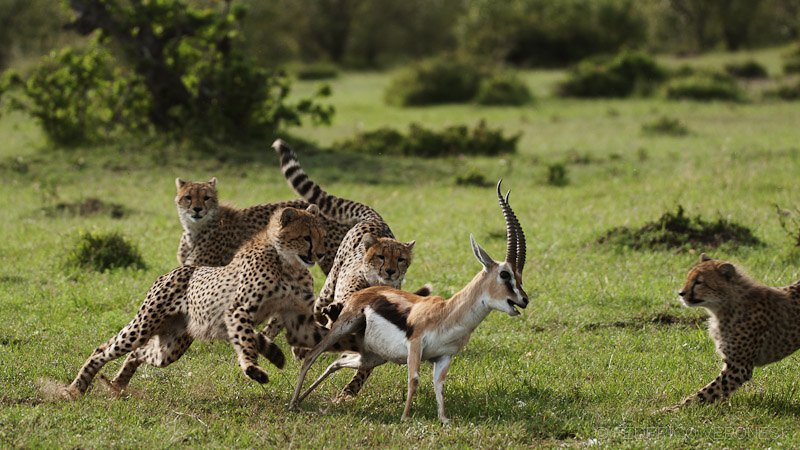 Cheetahs hunt for young