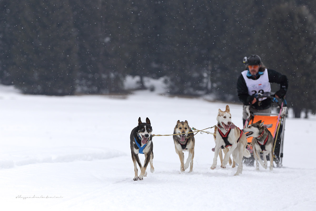 Italian Championship 2016 dog sledding Millegrobbe