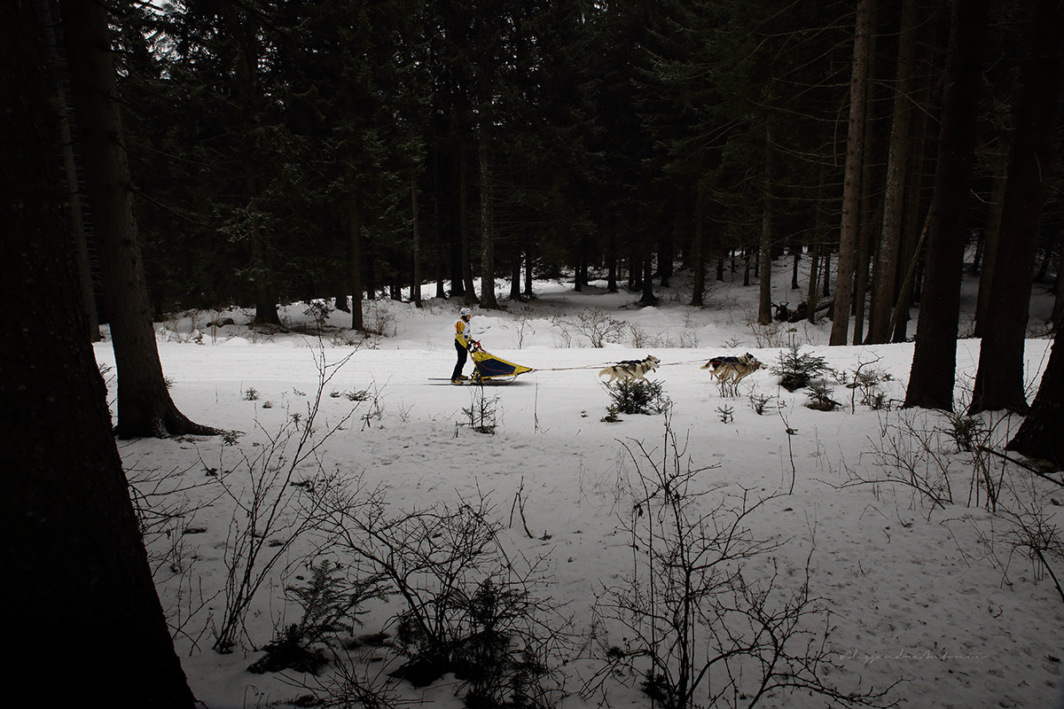 Italian Championship 2016 dog sledding Millegrobbe