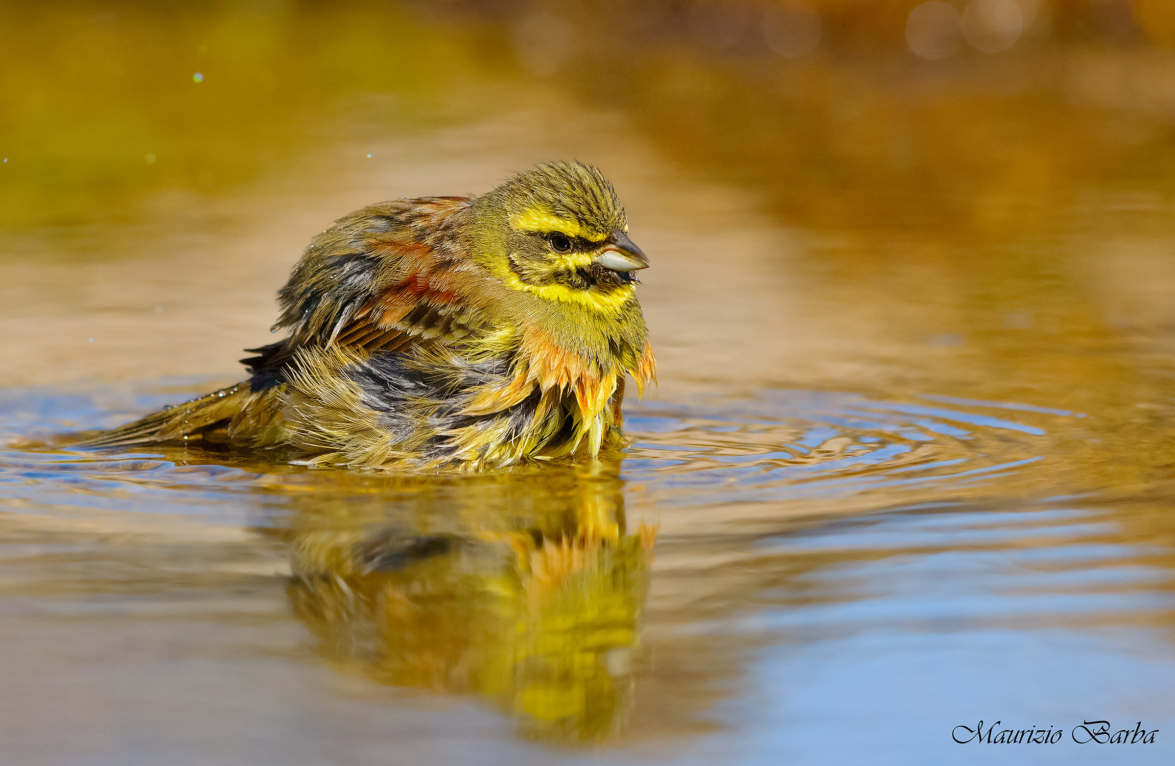 Black bunting to the bathroom