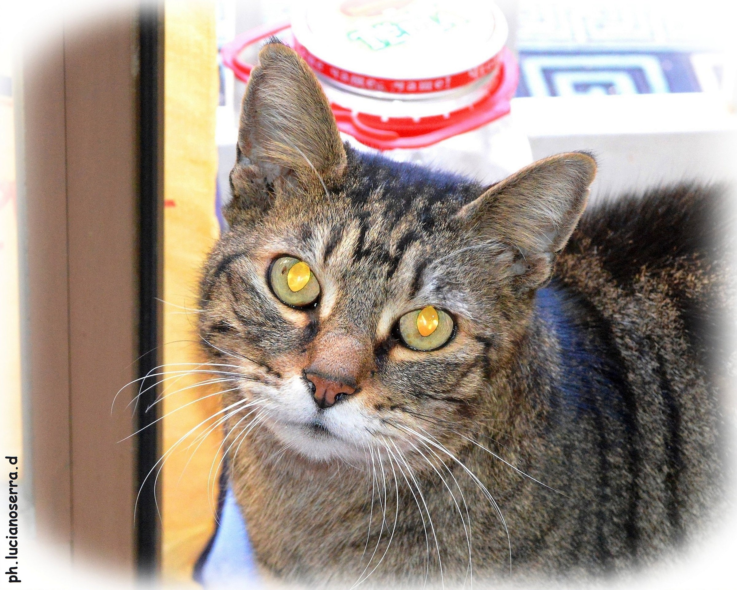 Gigia ... another photo