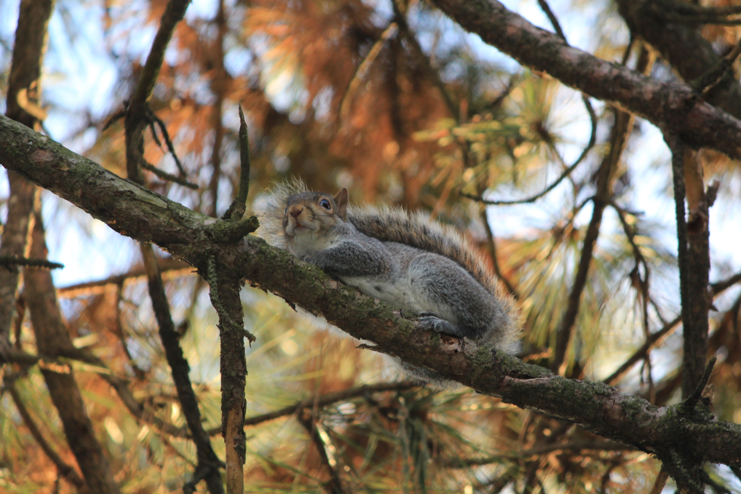 of Legnano Park squirrel