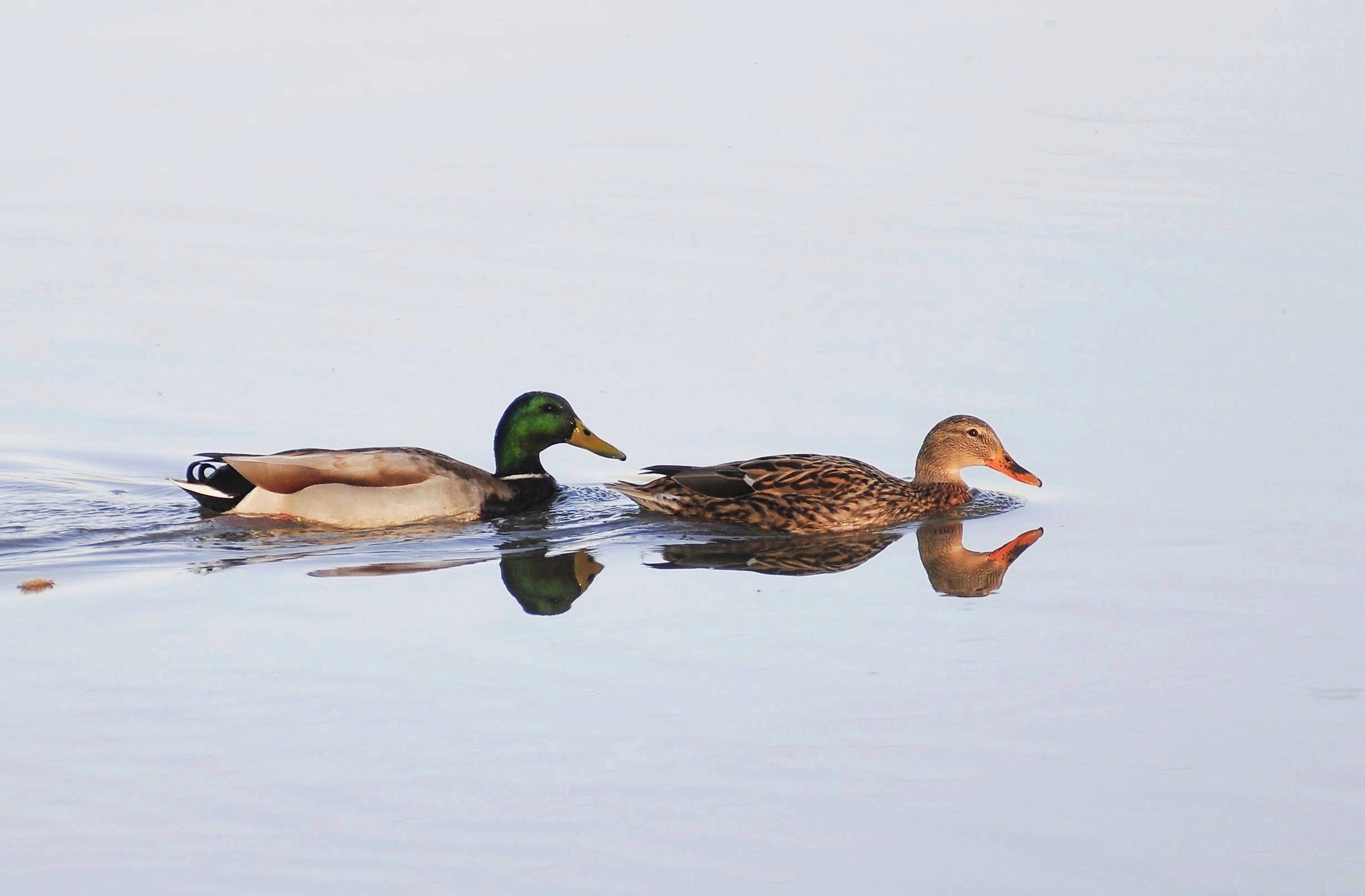 Coppietta of Mallard