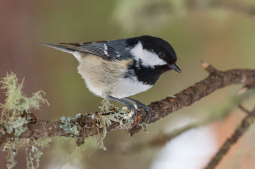 Parus ater