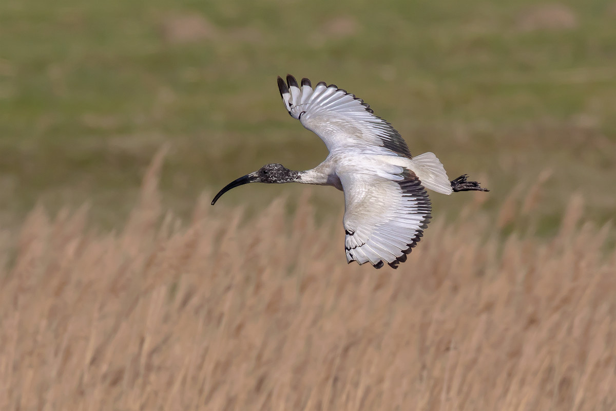 Sacred Ibis