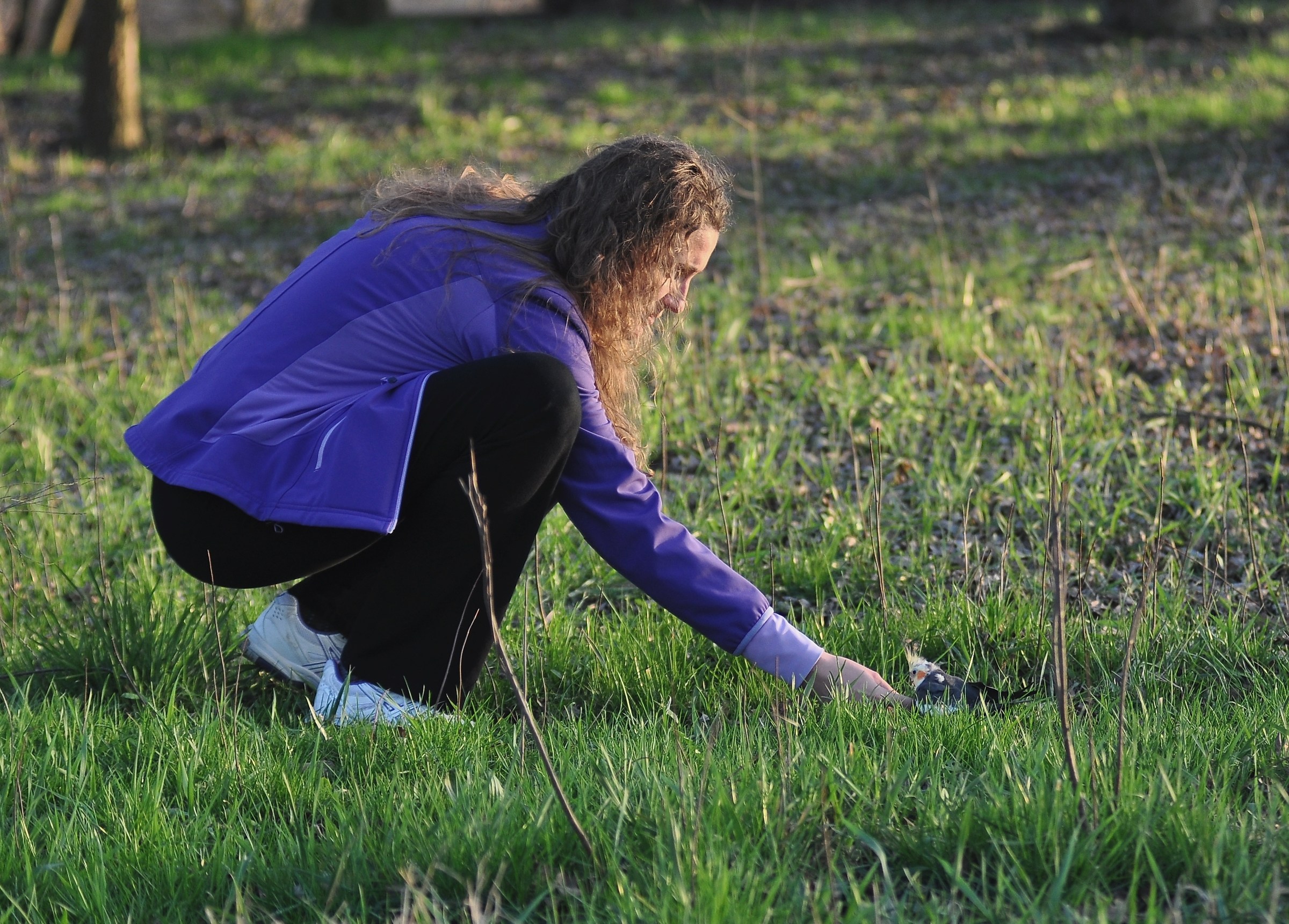 a parrot found in the grass!