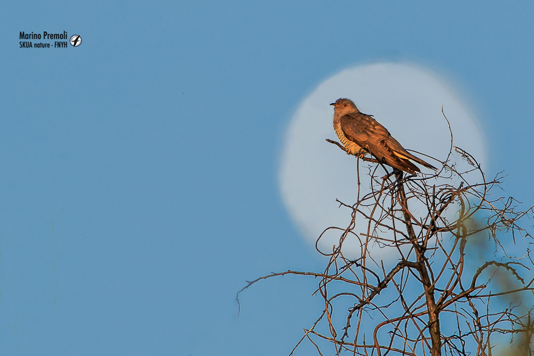 The moon and the cuckoo