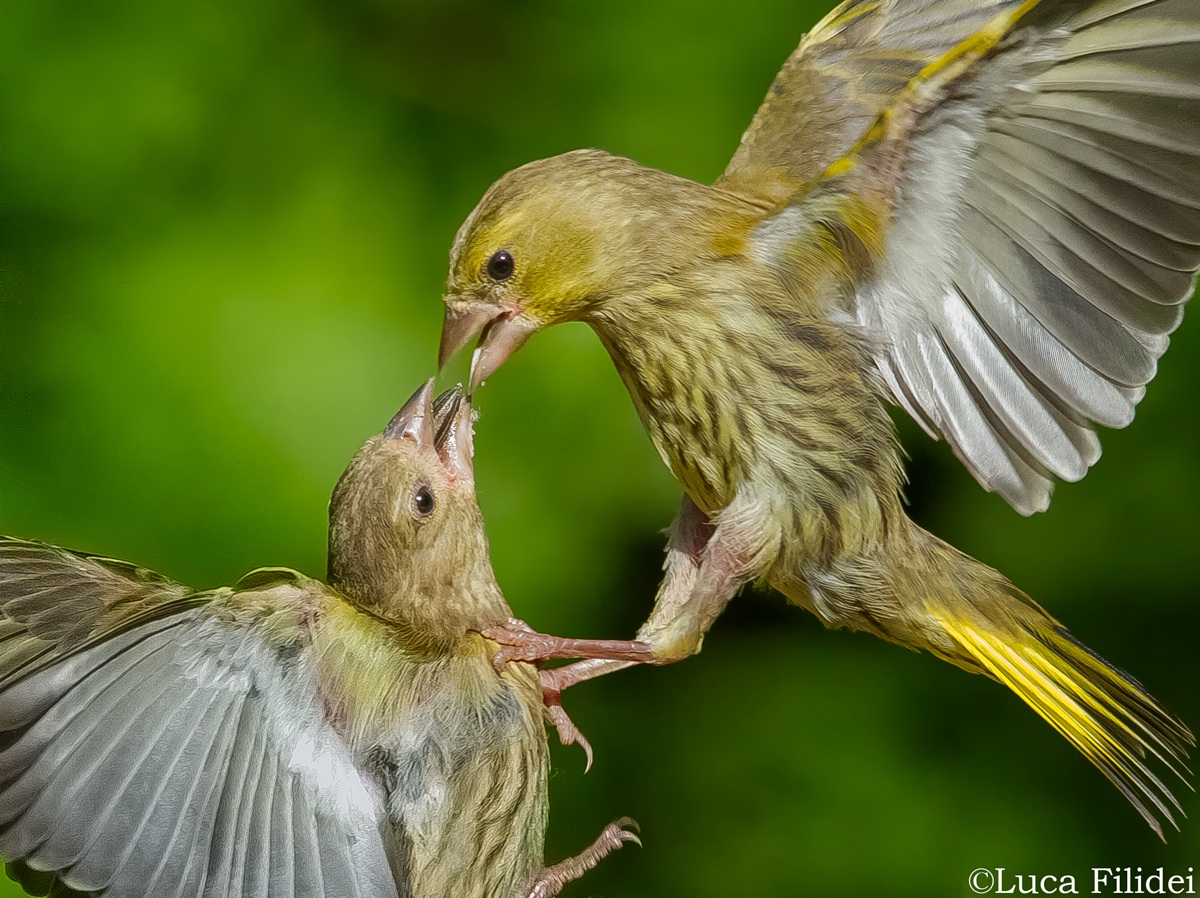In lotta per il cibo - Verdoni Giovani
