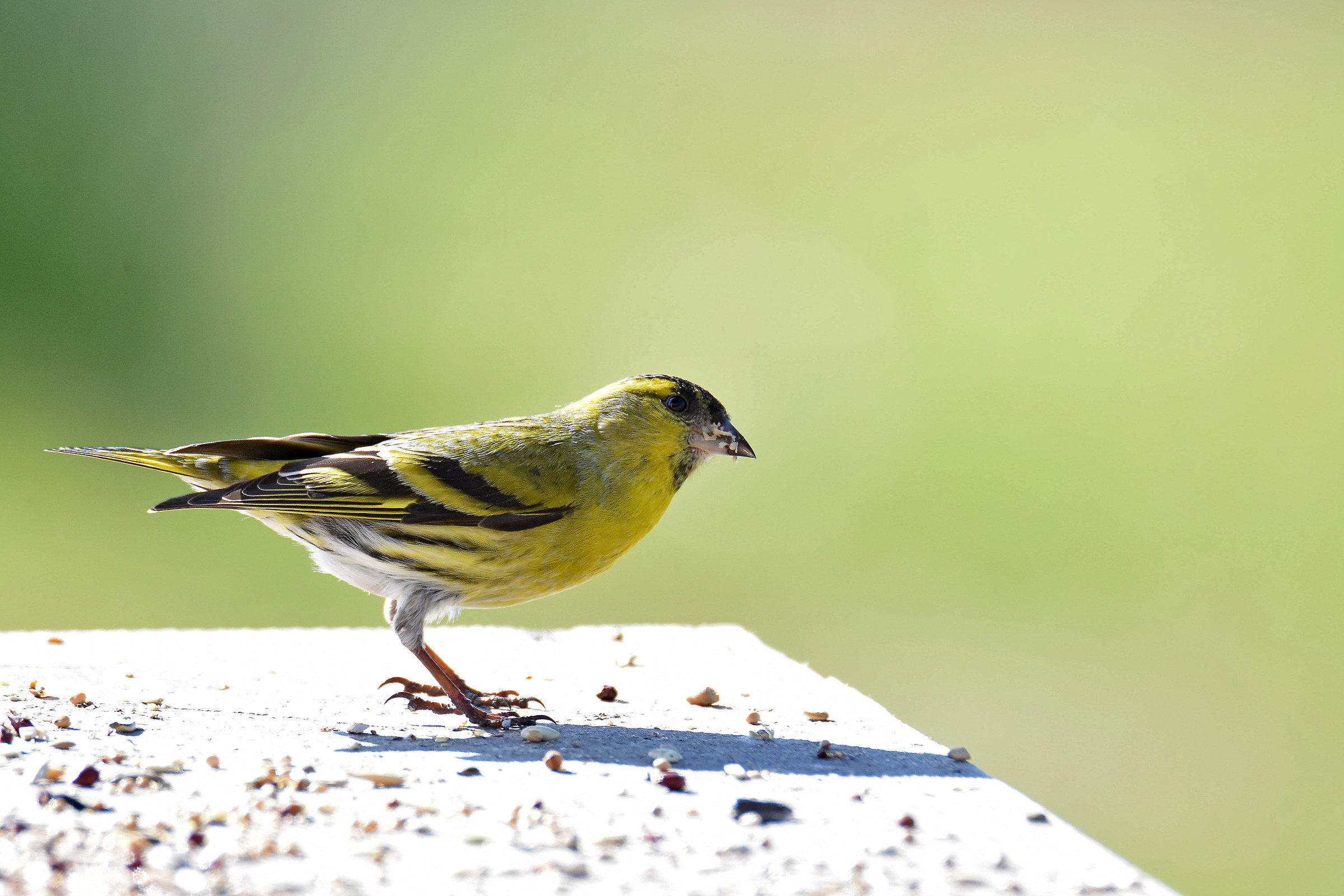 Siskin