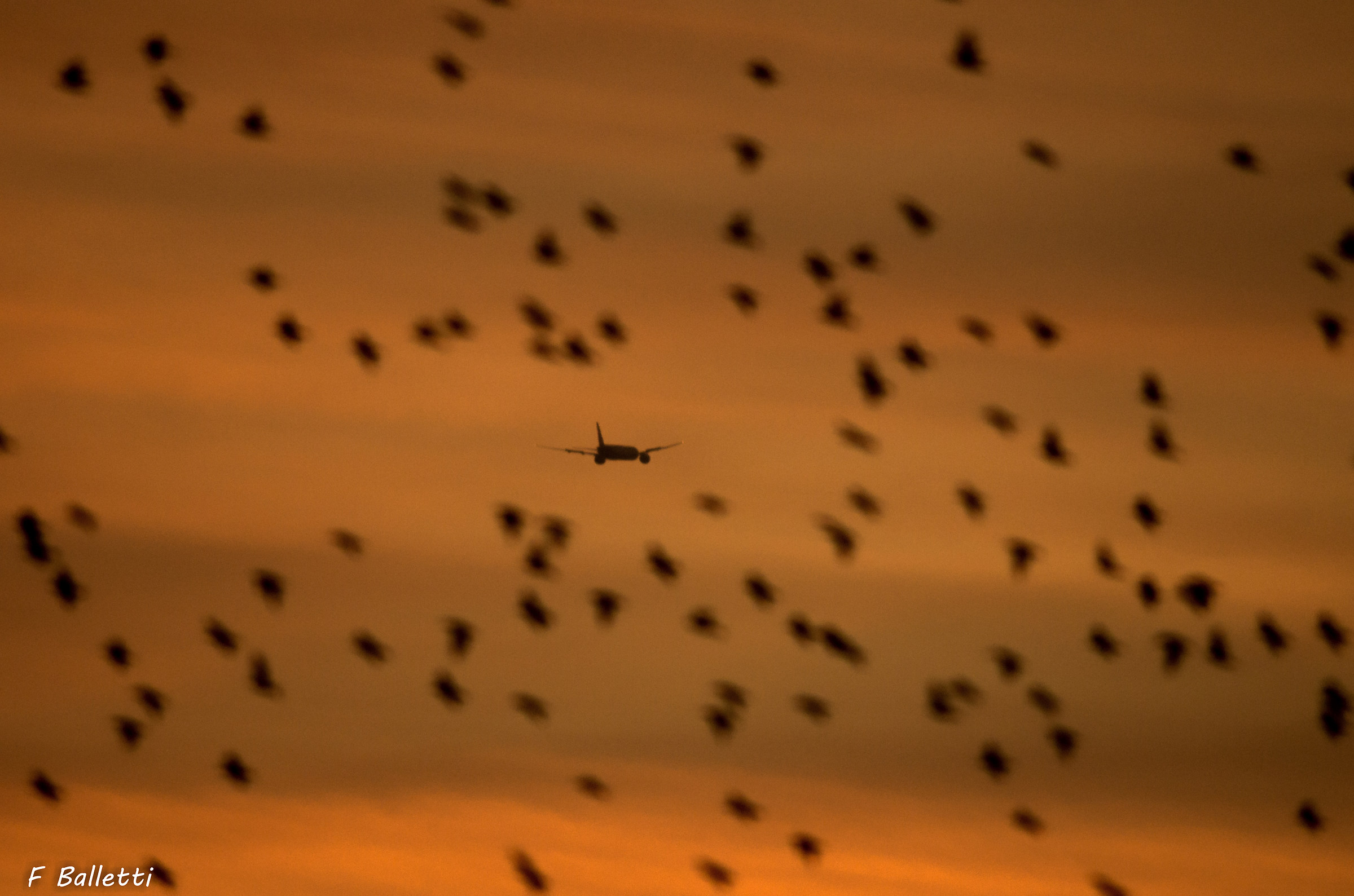 Plane in Birds