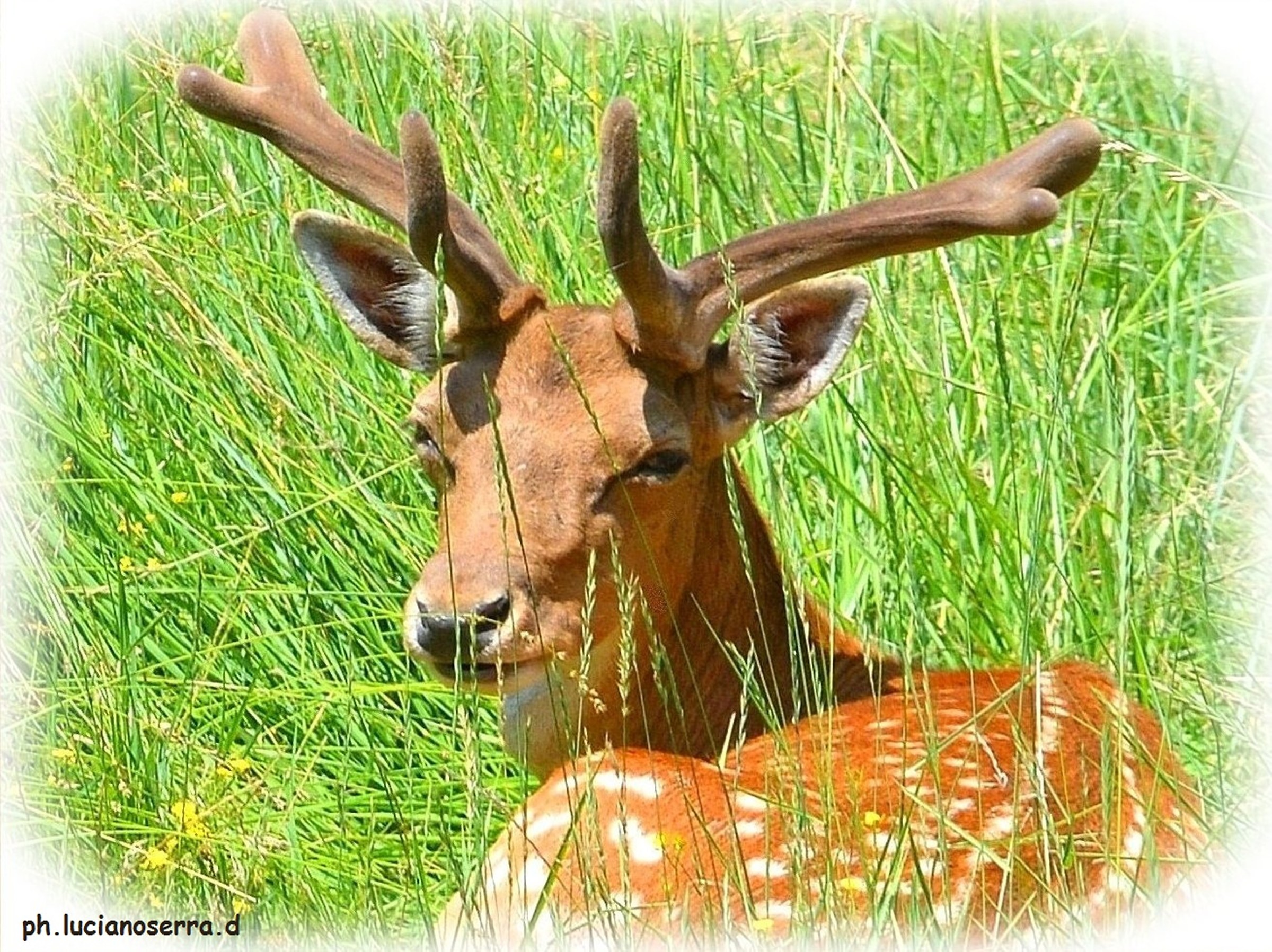 A 'another young deer