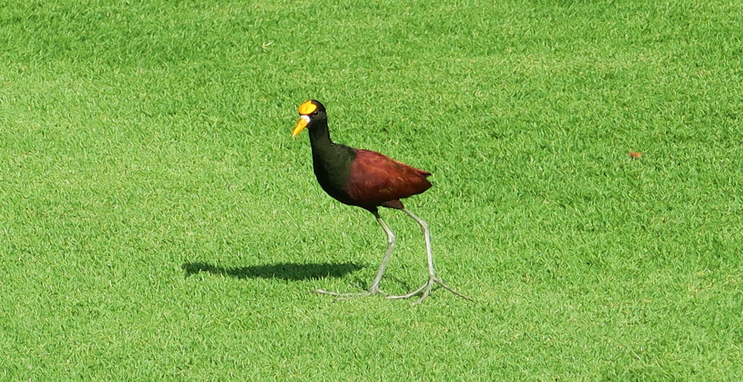 Jacana spinosa (yucatan)