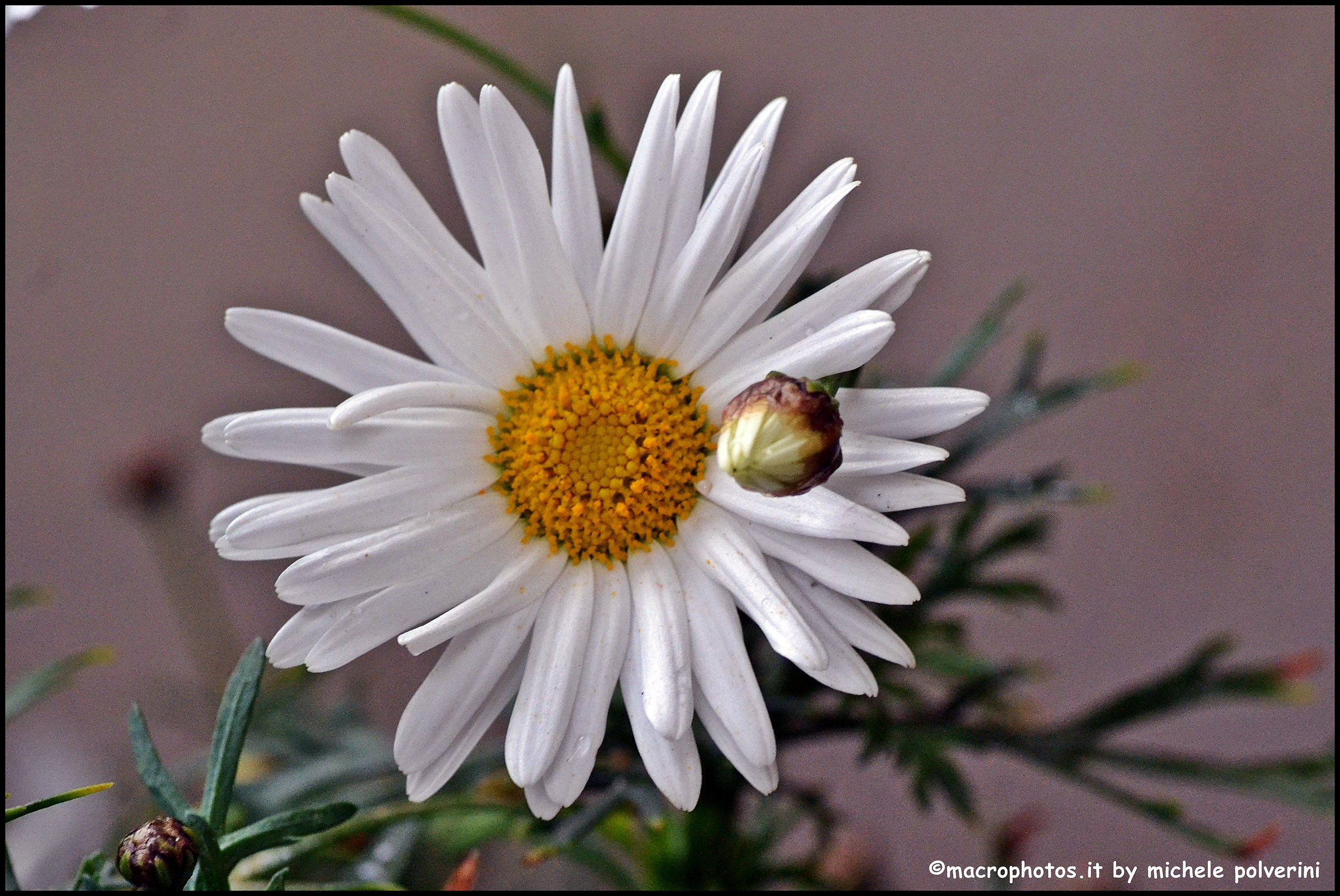 Leucanthemum
