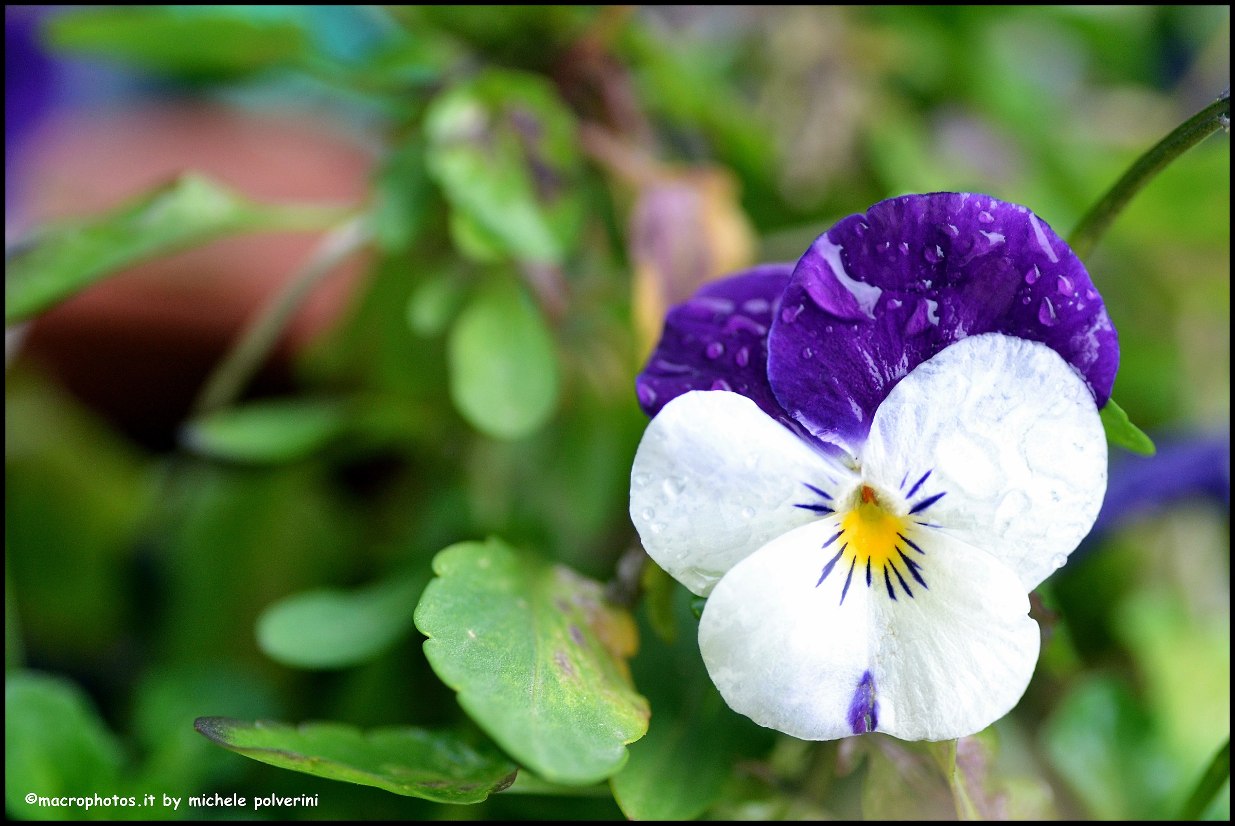 Viola tricolor