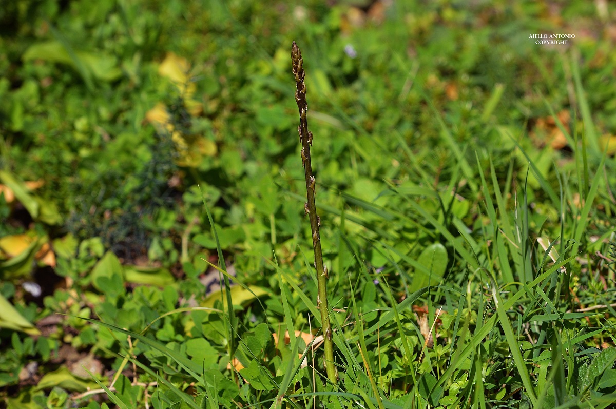 Asparagus acutifolius