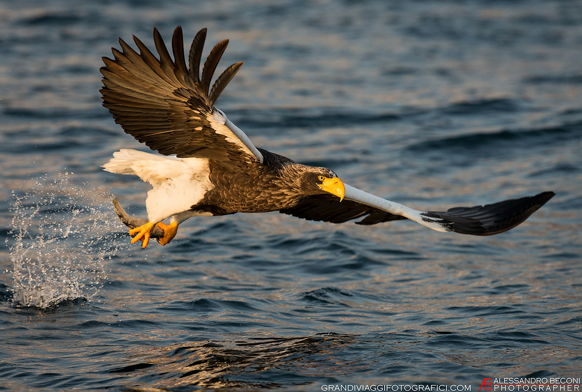 Steller's sea eagle