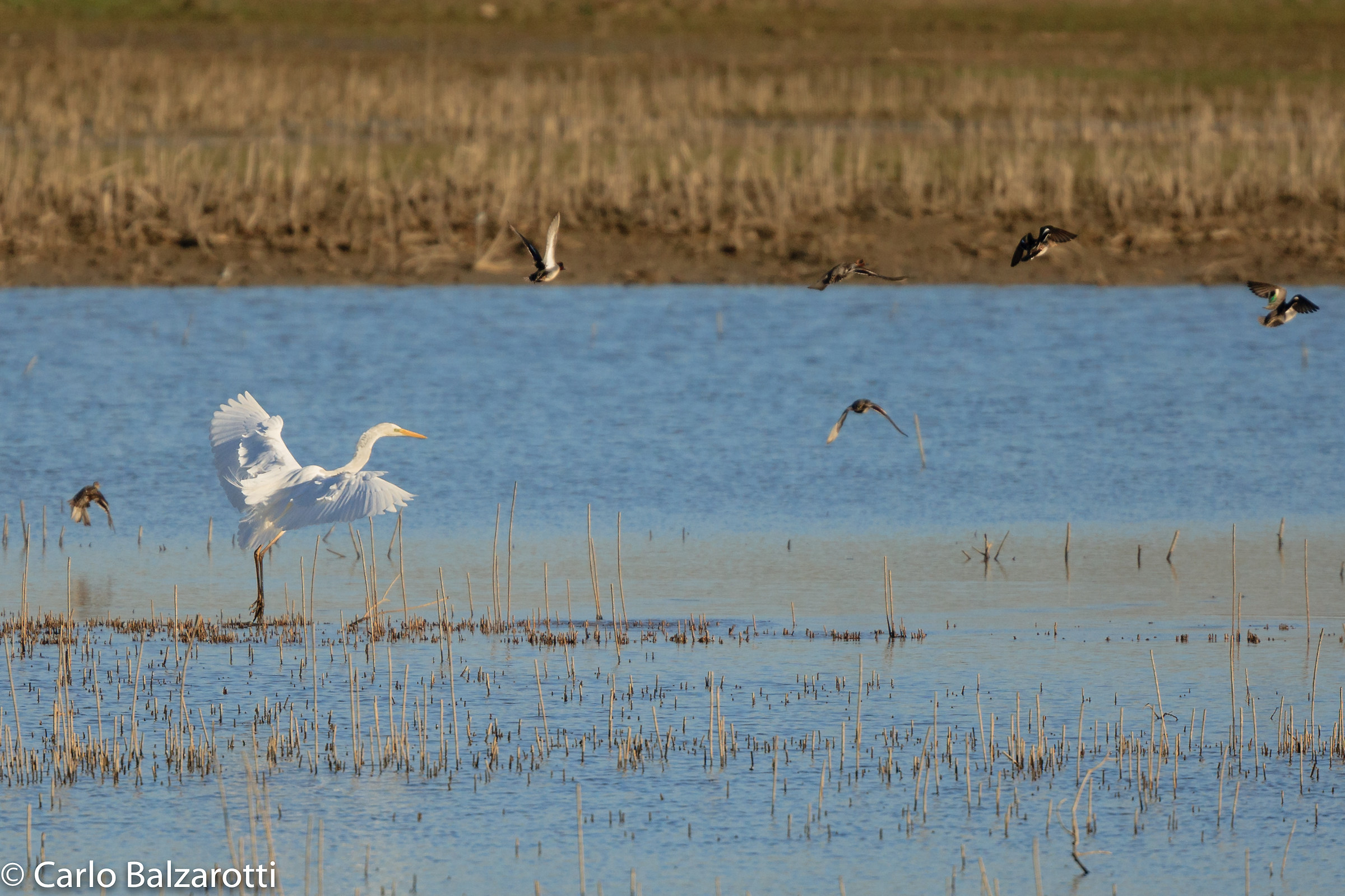 L'airone e le alzavole