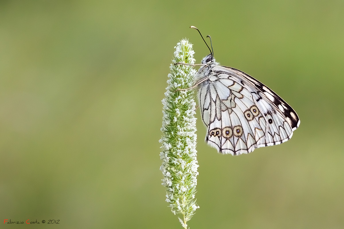 Melanargia galathea