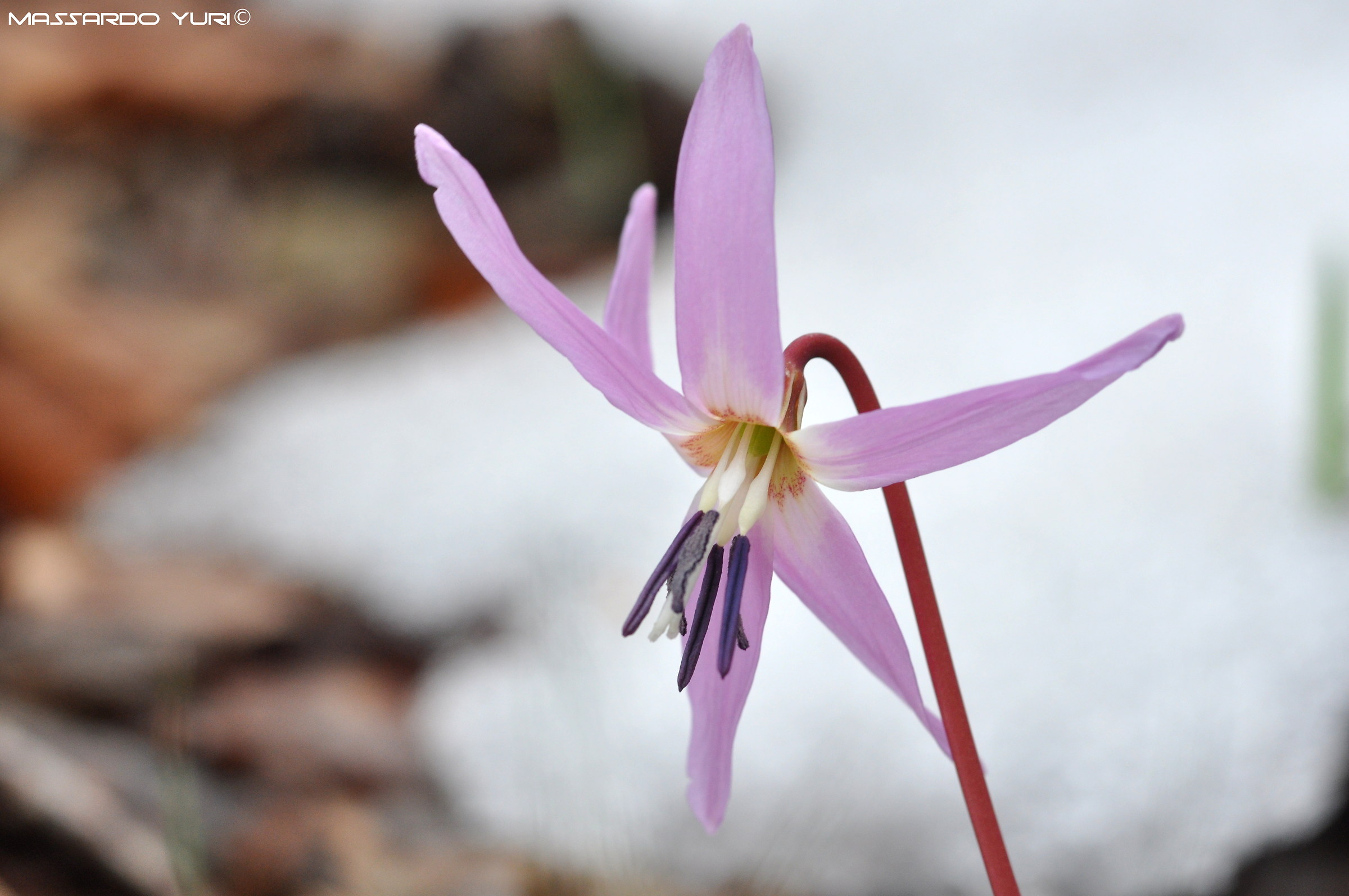 Erythronium dens-canis
