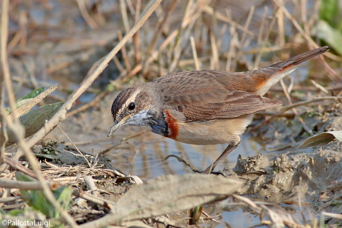 Bluethroat (Luscinia svecica)