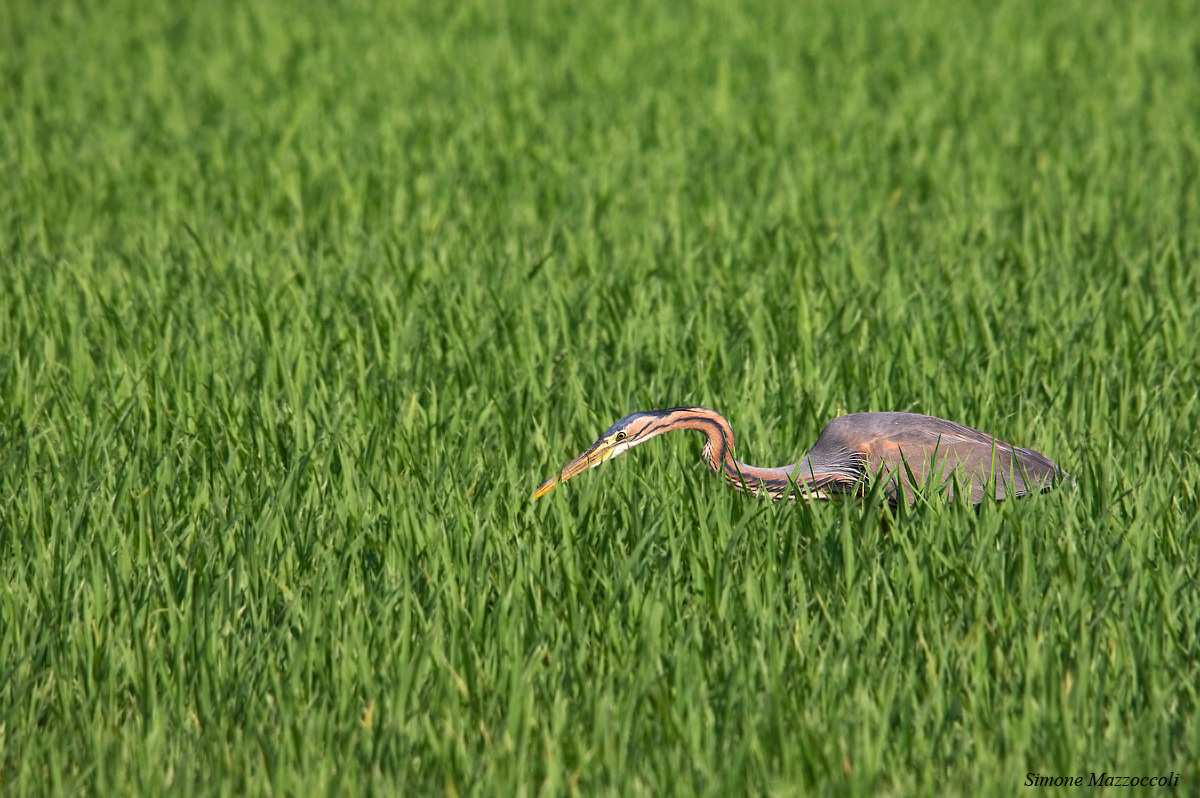 Airone Rosso - Ardea Purpura