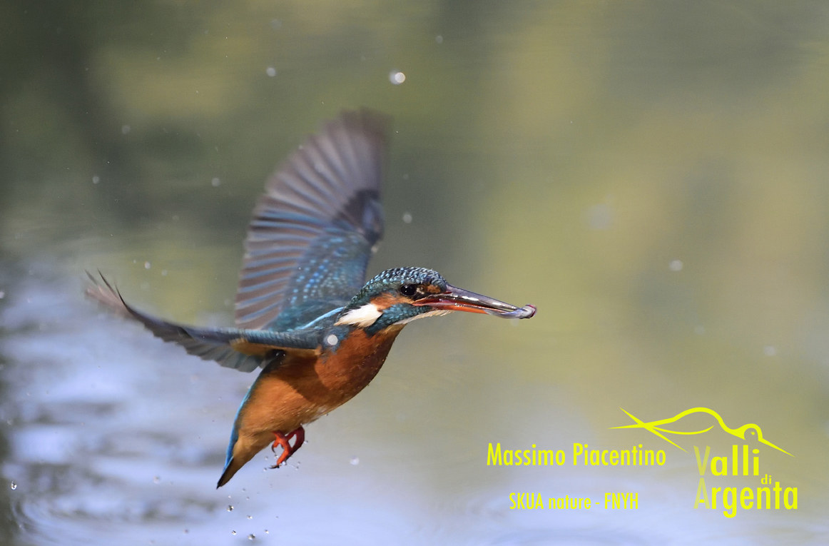 1 Martin Pescatore(Alcedo atthis)