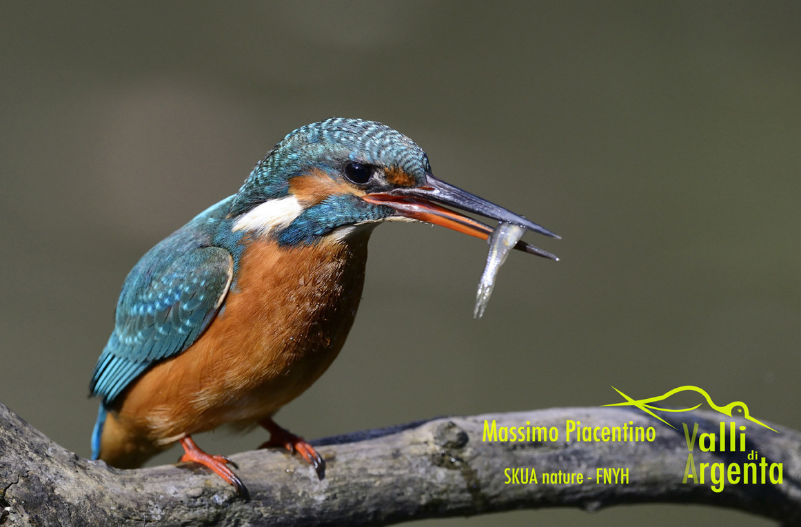 2  Martin Pescatore(Alcedo atthis)