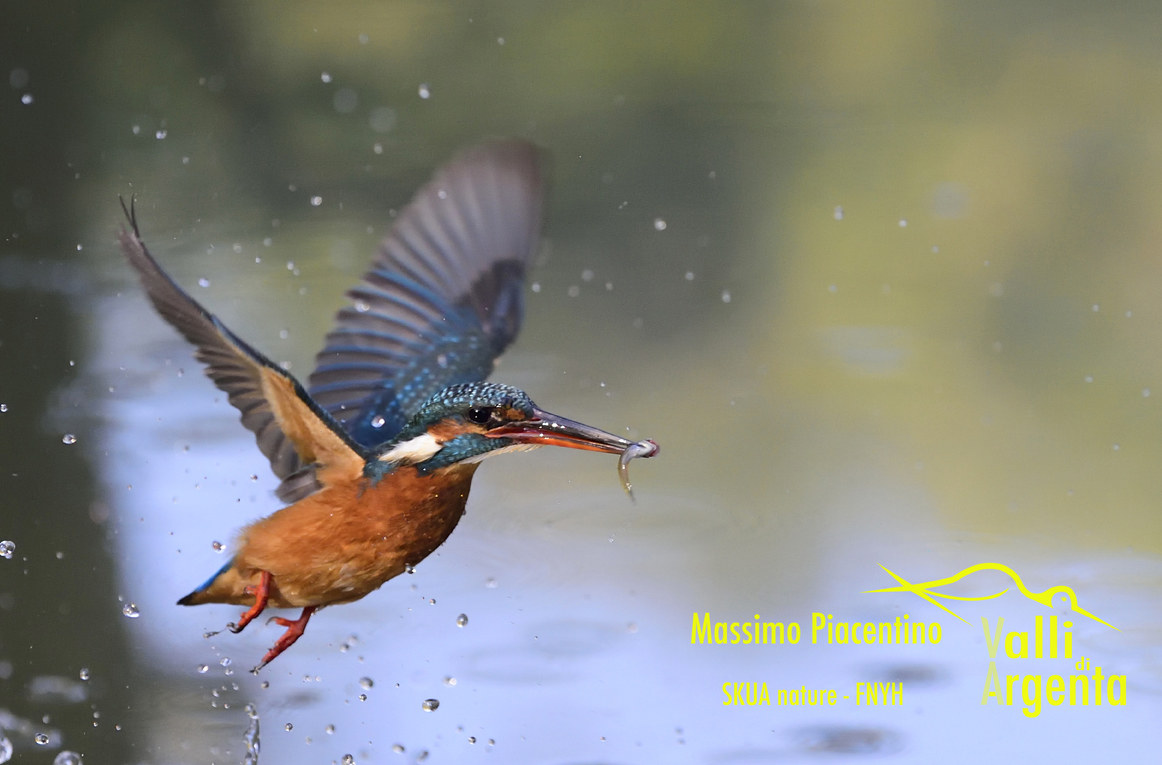 3  Martin Pescatore(Alcedo atthis)