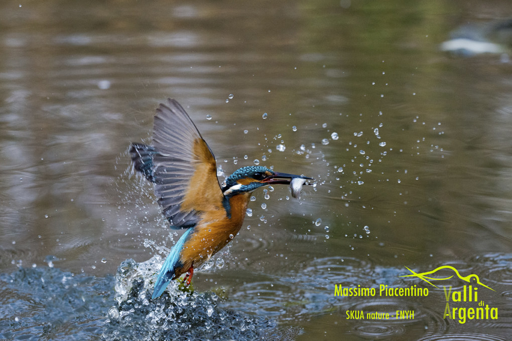 Martin pescatore(Alcedo atthis)