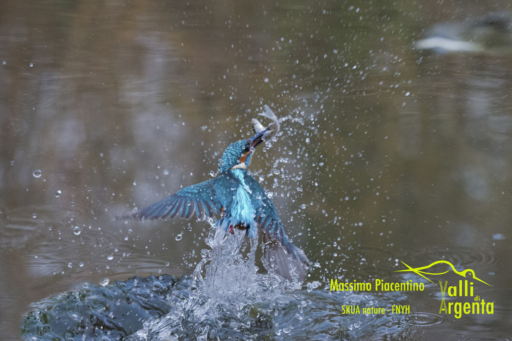 Martin pescatore(Alcedo atthis)