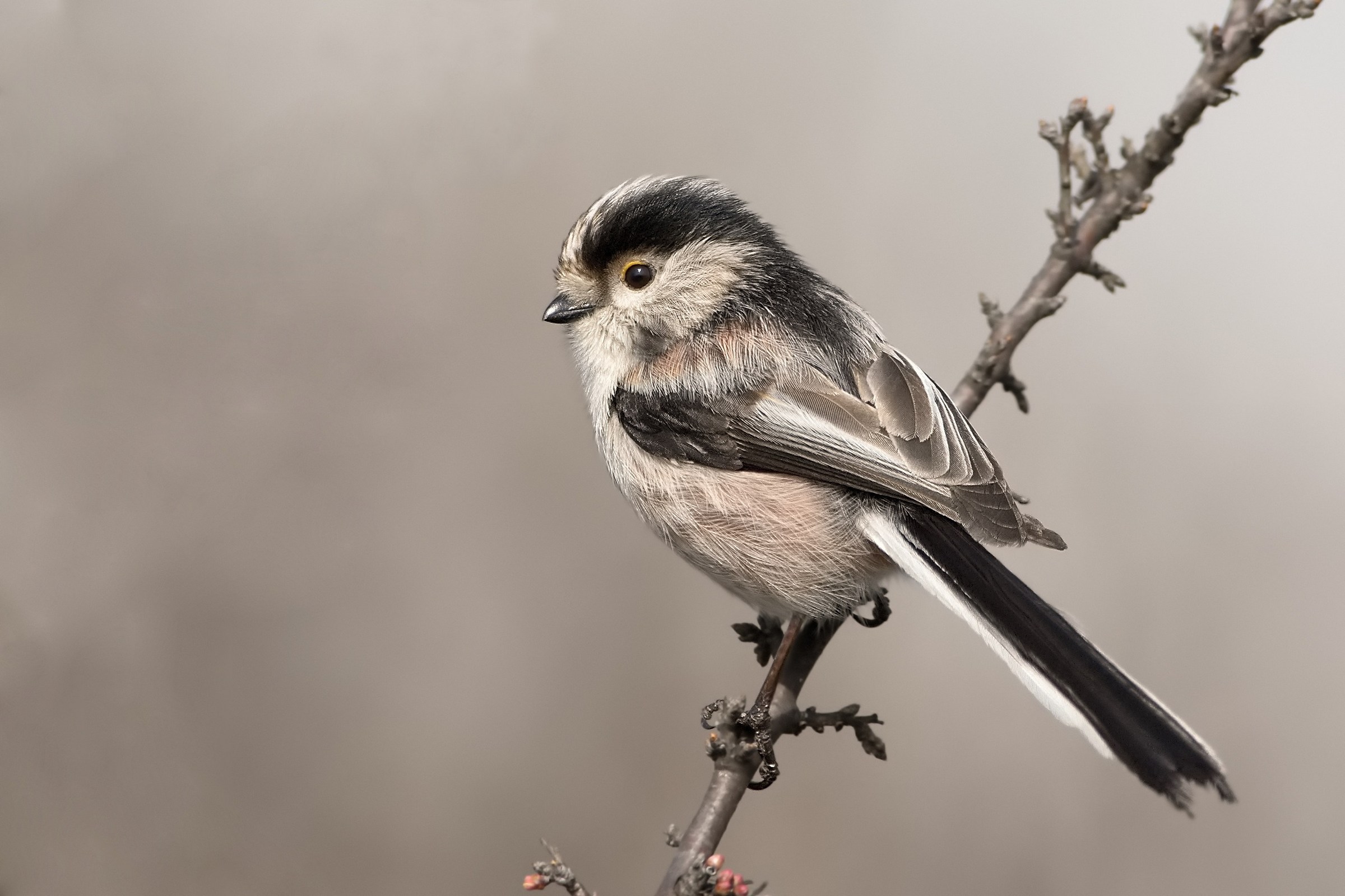 Long-tailed Tit