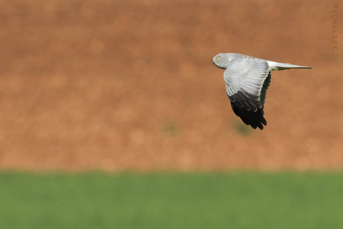 Male Northern Harrier