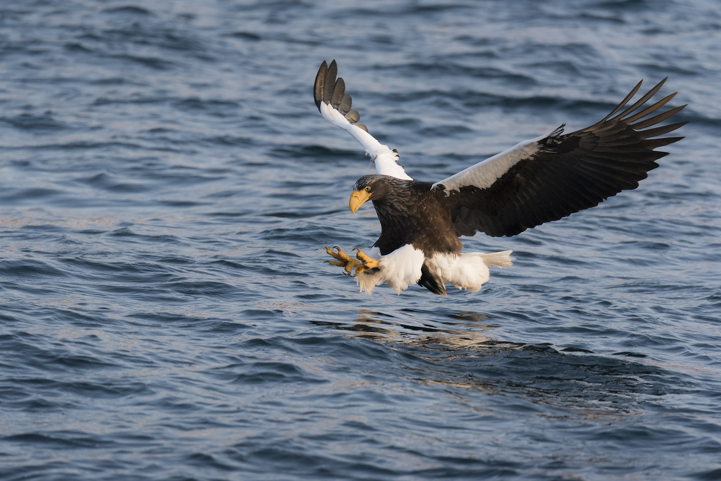 eagle of Steller sea