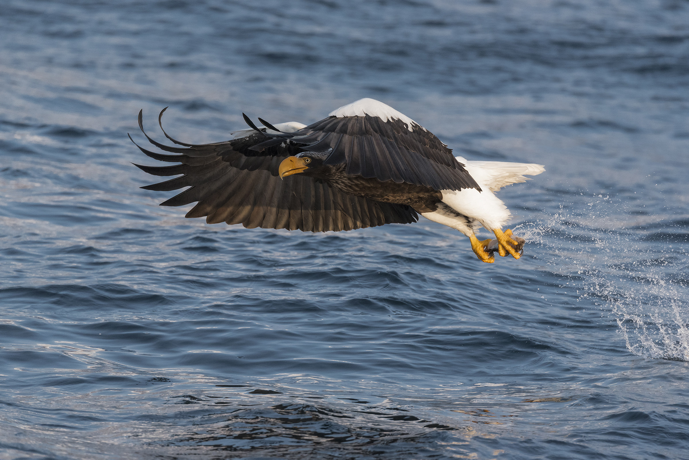 eagle of Steller sea