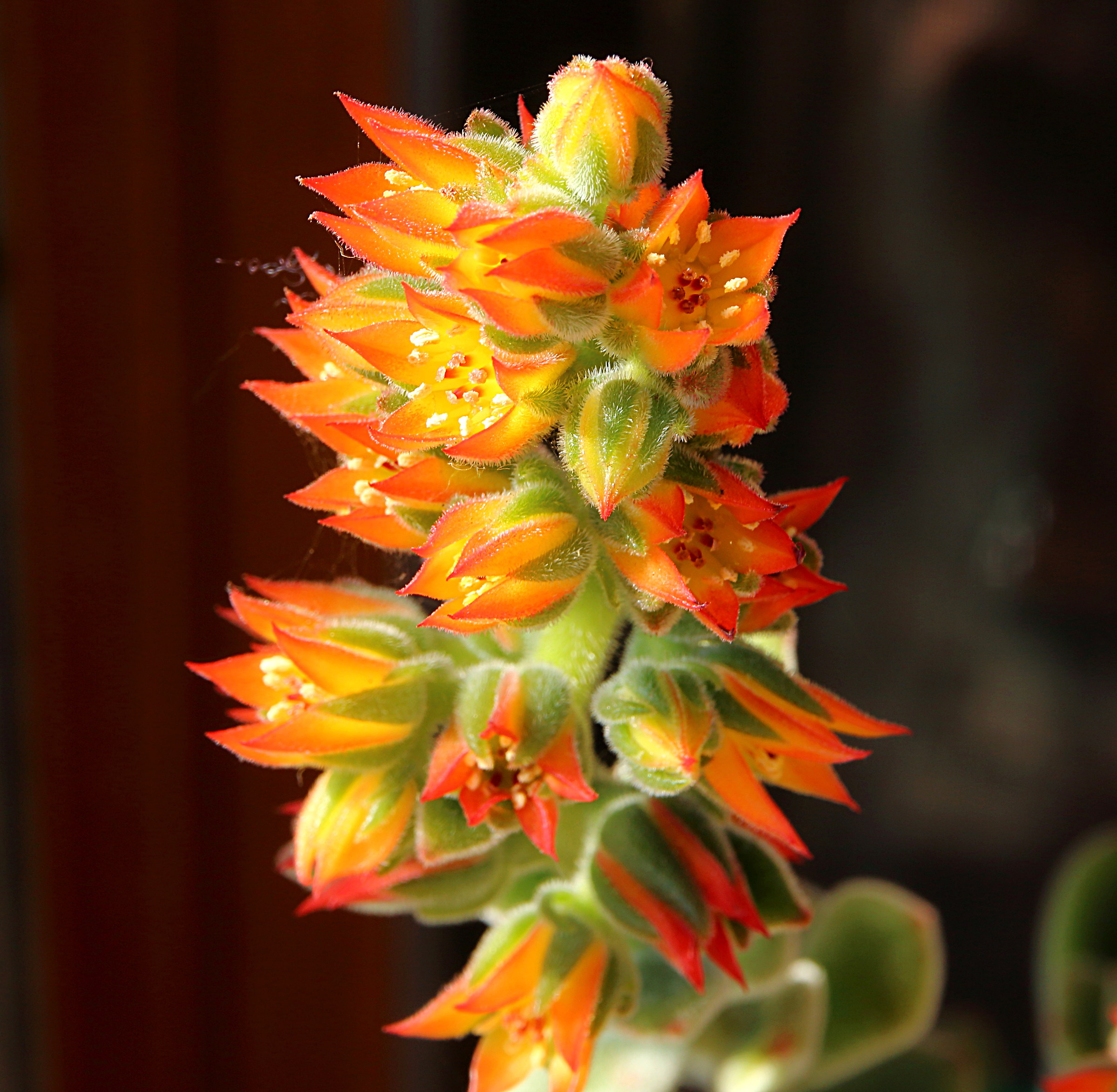 First blooms (Echeveria)