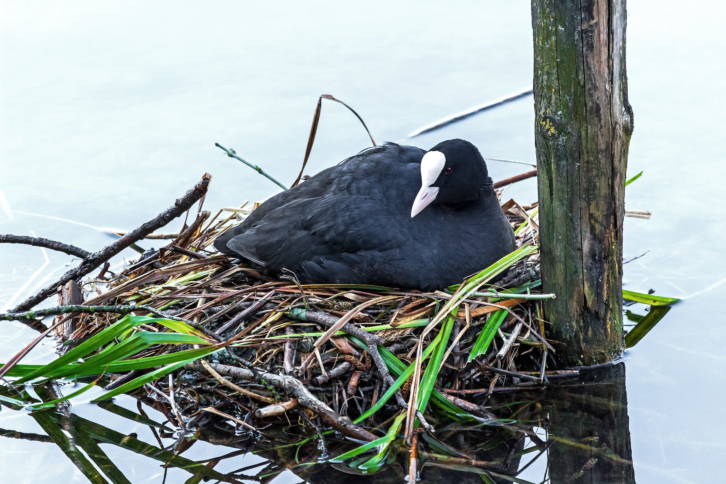 And coots began hatching