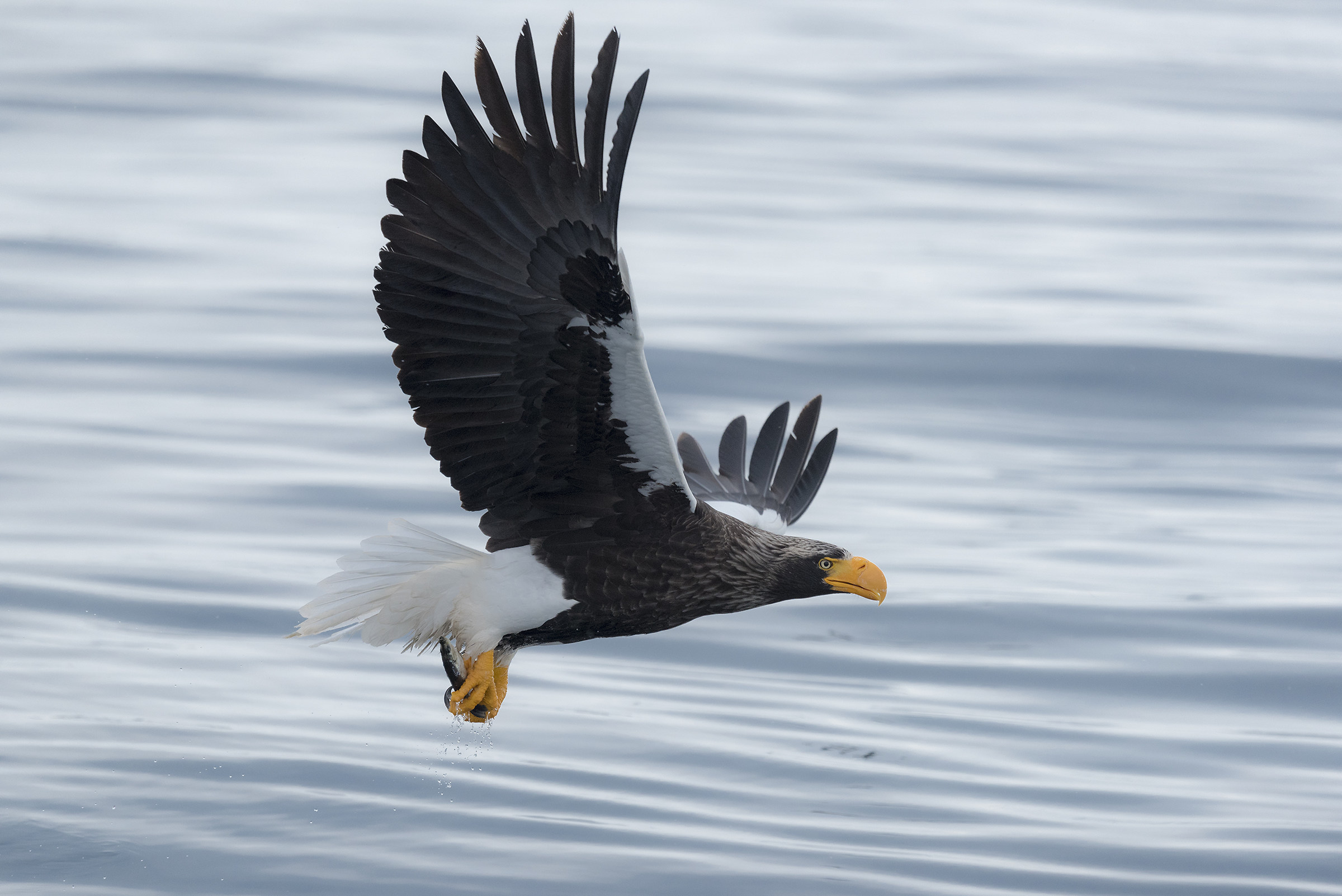 eagle of Steller sea
