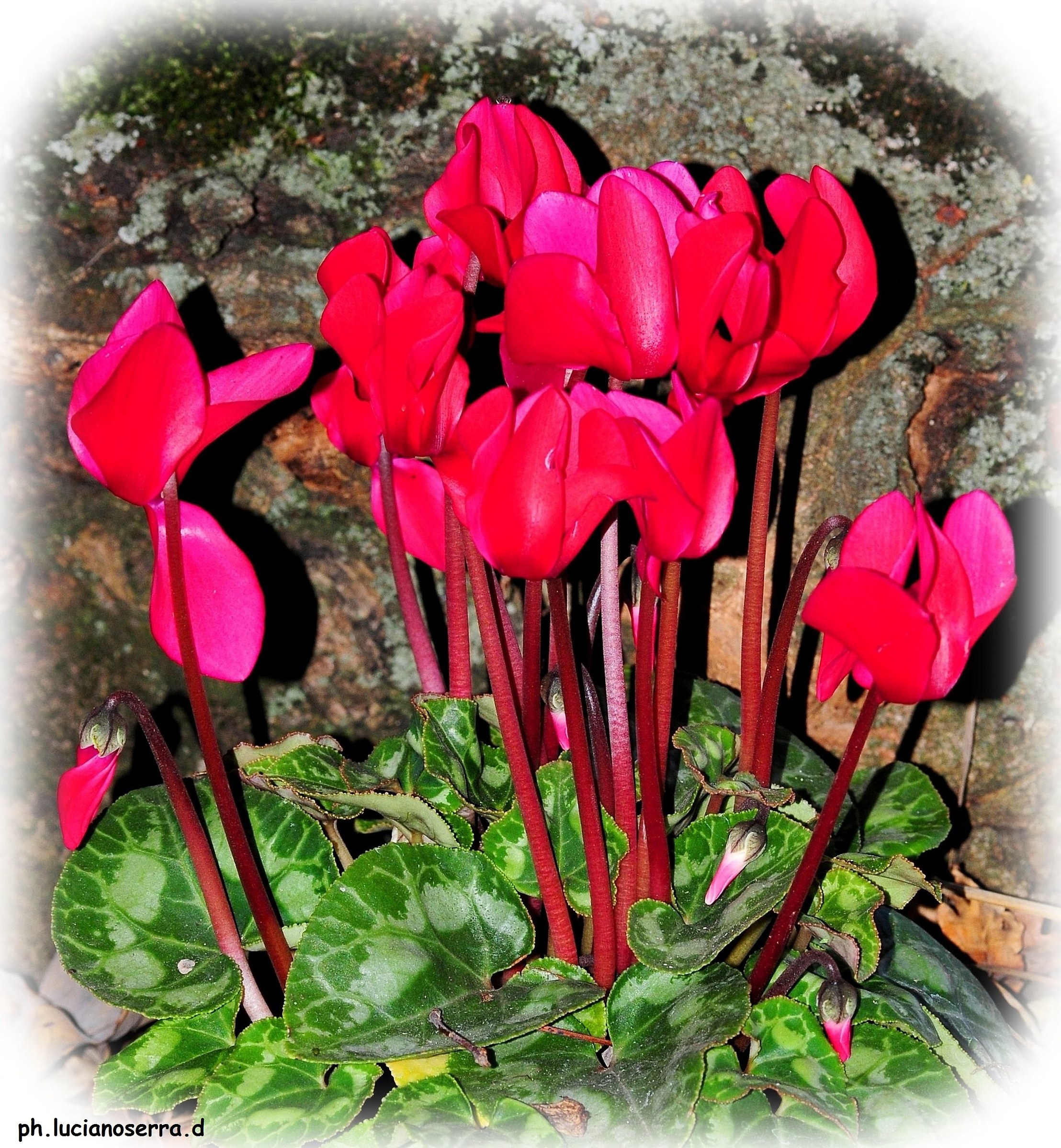 Cyclamen
