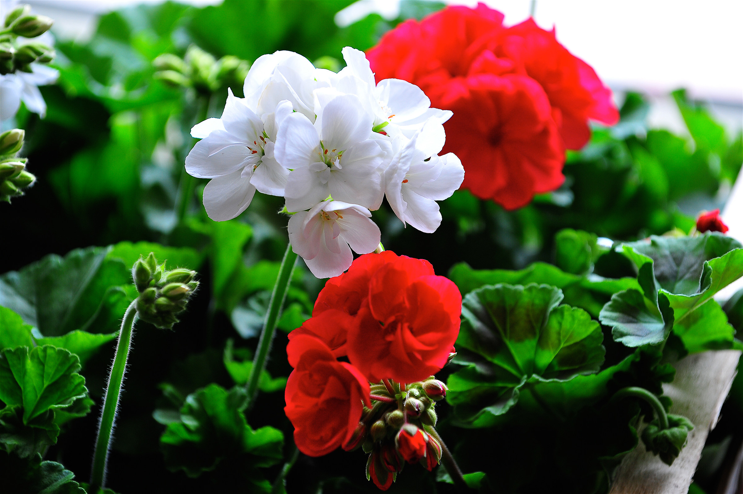 Verde..Bianco..Rosso