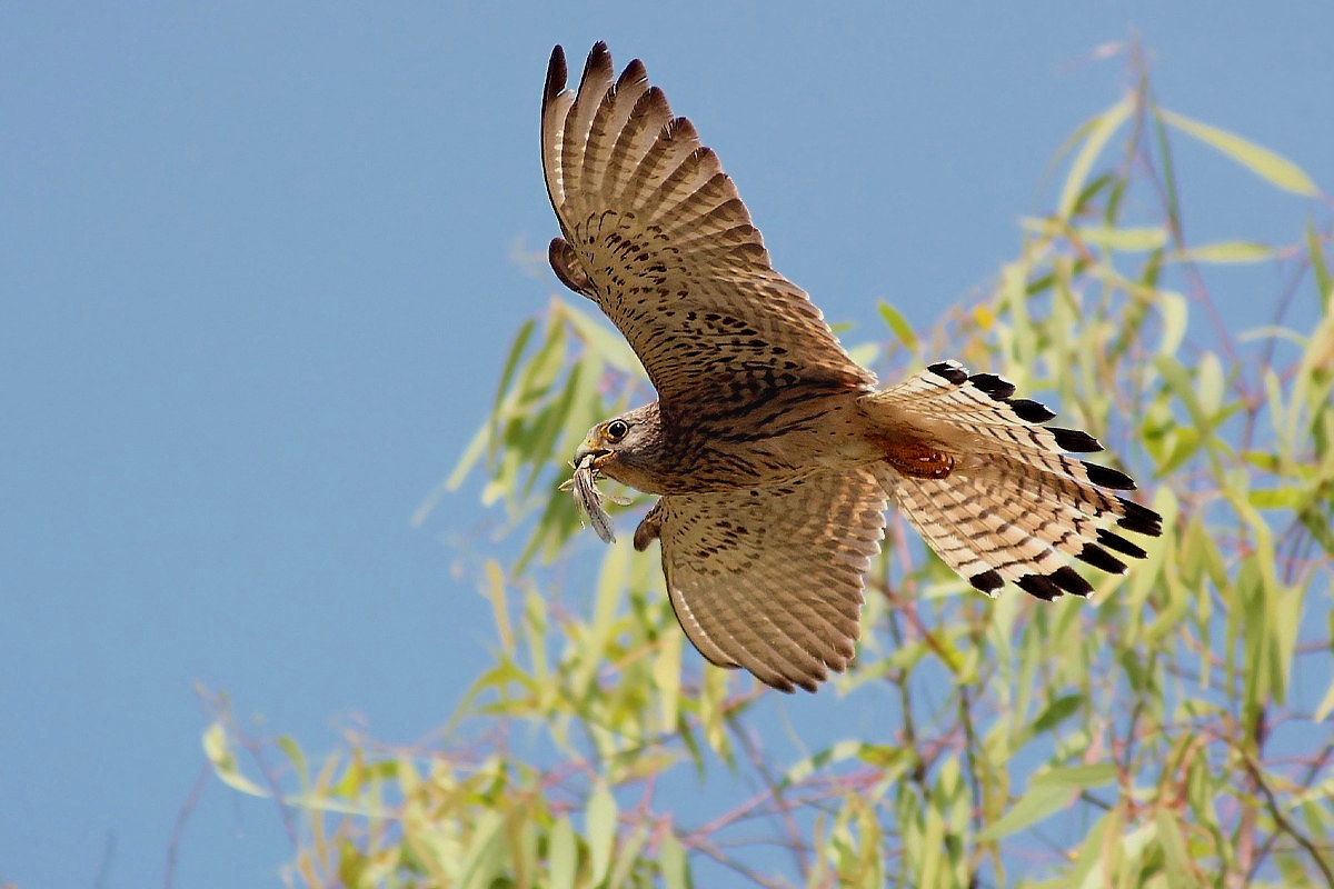 In attesa dei grillai 2016