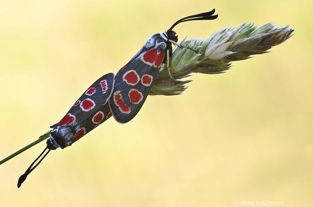 Zygaena carniolica