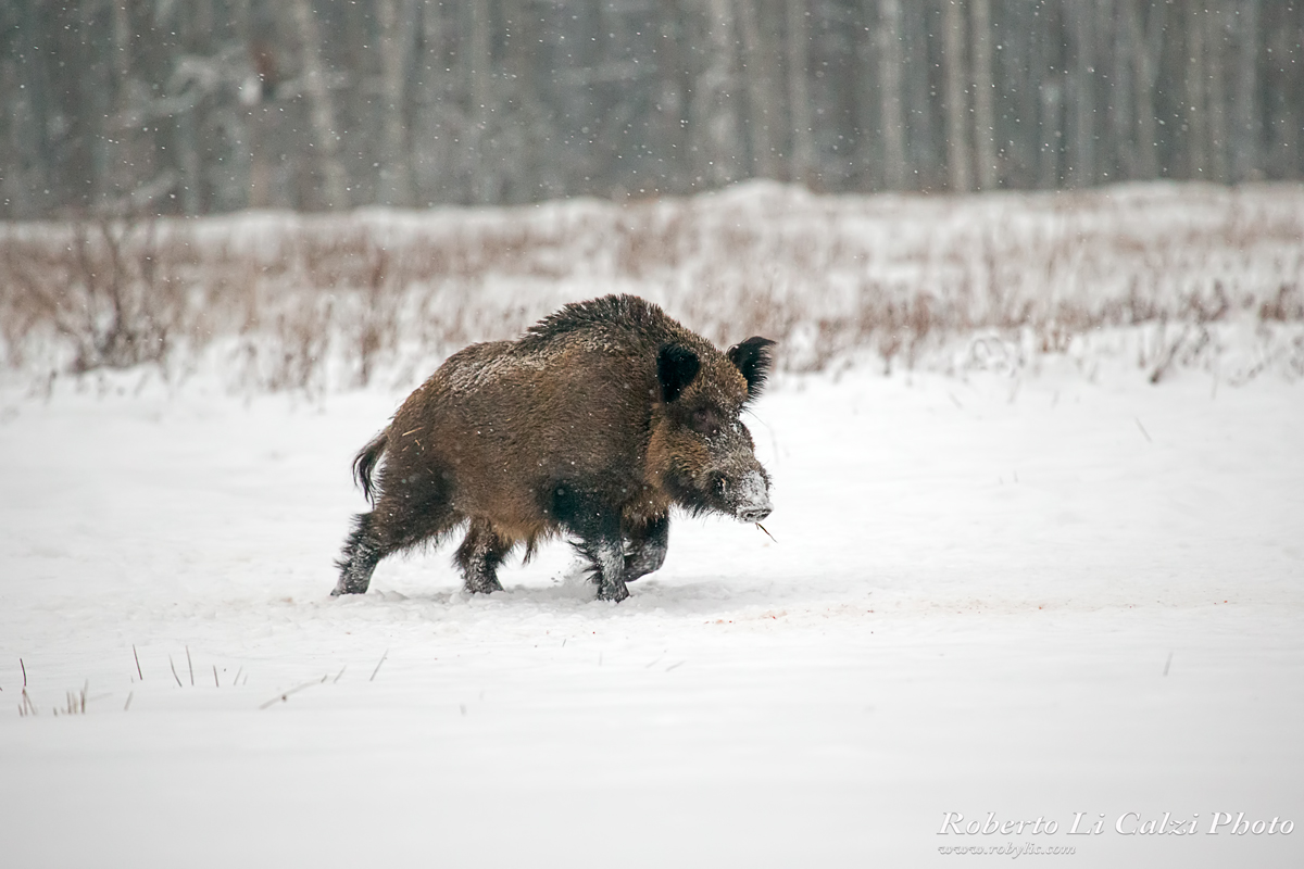 Wild boar in the snow